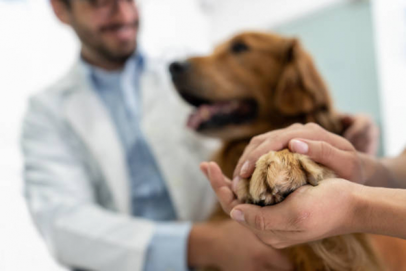 Internação Emergencial para Cachorros Contato Parque Piratininga - Internação Veterinária Guarulhos