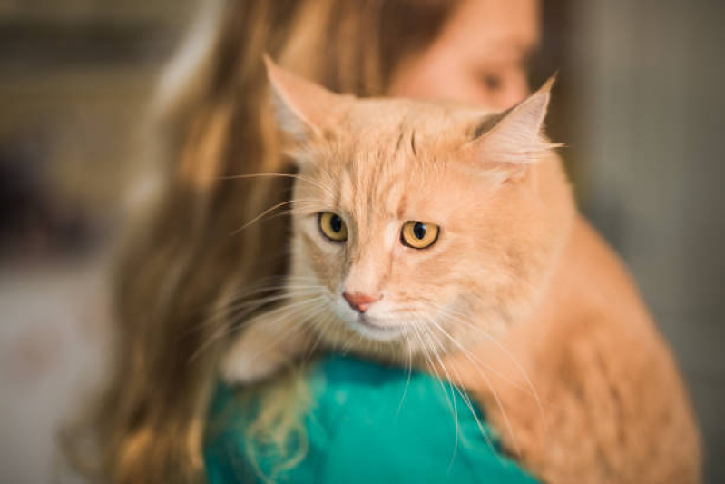 Internação Emergencial para Gatos Cumbica - Internação para Cachorros