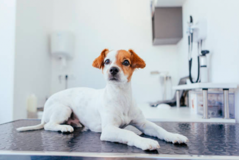 Internação para Cachorro Filhote Consultório Guarulhos - Internação Clinica Veterinaria