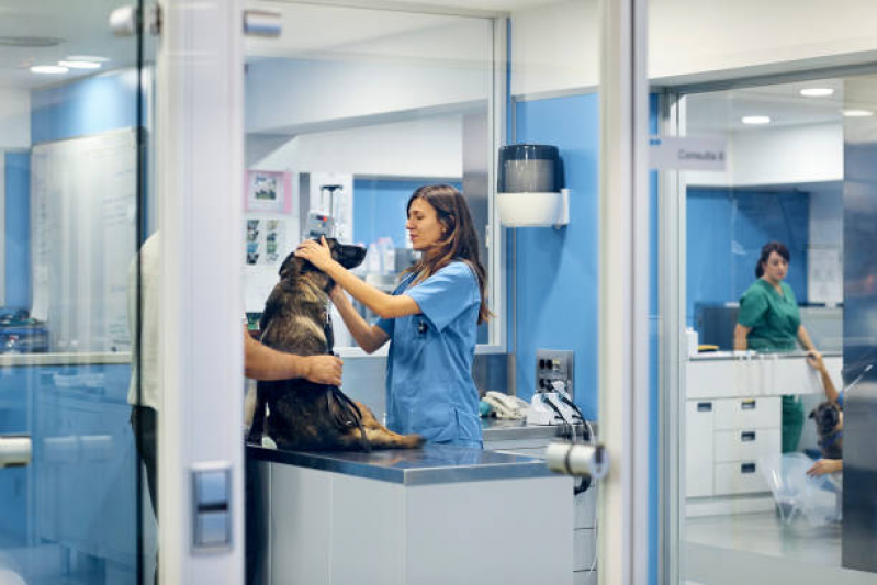 Internação para Cachorros Contato Guarulhos - Internação Emergencial para Animais