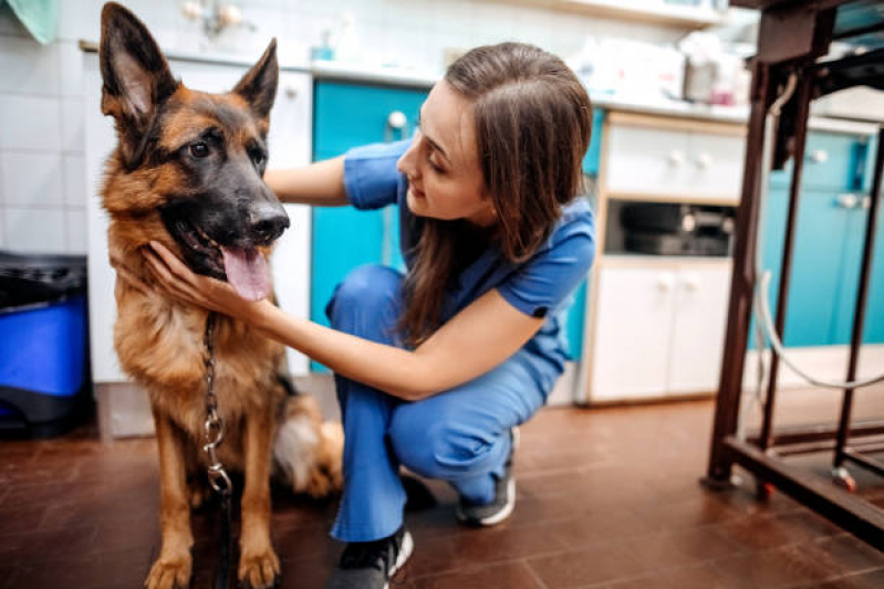 Internação para Cães e Gatos Contato Santo André - Internação Emergencial para Animais
