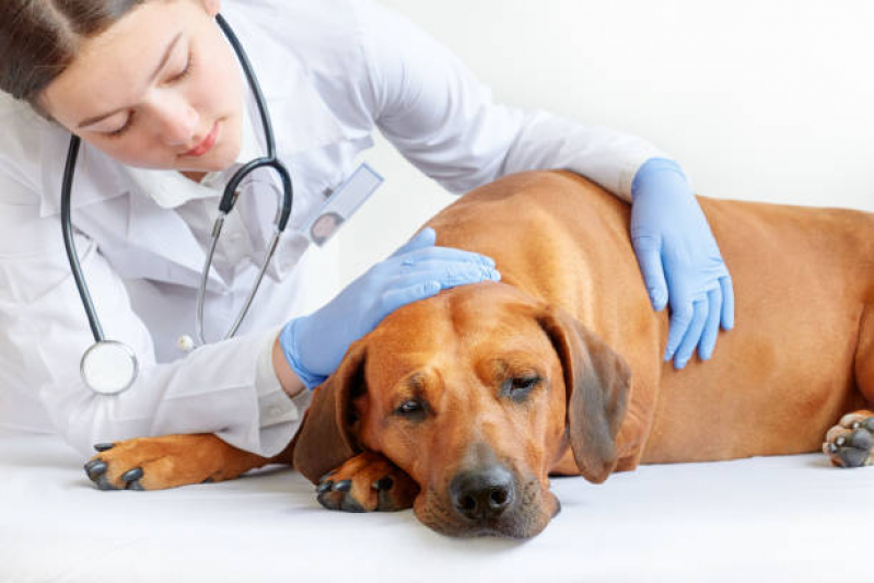 Internação para Cães e Gatos Tanque Grande - Internação para Cachorros