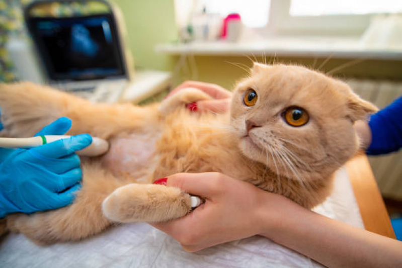 Internação para Gatos Clínica São Caetano do Sul - Internação para Cachorro