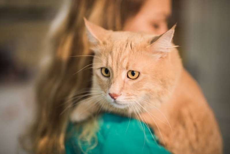 Internacao Pet Clínica Jaçanã - Internação para Gatos