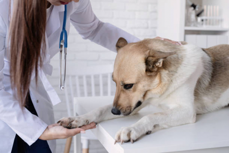 Internação Veterinária Contato Morro Grande - Internação de Emergência para Cães