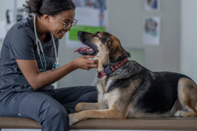 Internação Veterinária Mairiporã - Internação de Emergência para Cães