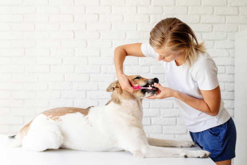 Limpeza de Dente Canina Jardim São João - Limpeza de Dente Canino