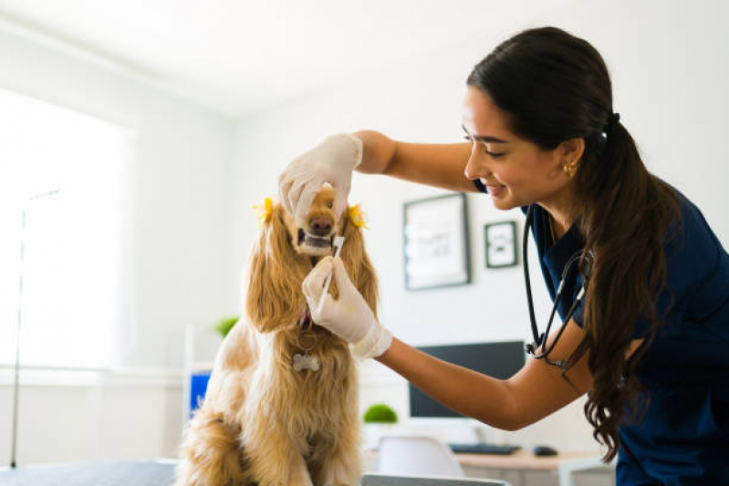 Limpeza de Dente Canino Agendar Brasilândia - Limpeza Dentária em Cães