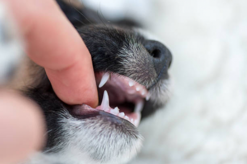 Limpeza de Dente Canino Marcar Cidade Aracilia - Limpeza Periodontal em Cães