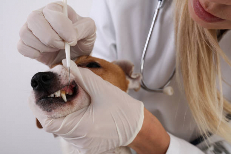Limpeza de Dente Canino Fernão Dias - Limpeza de Tártaro em Cachorro