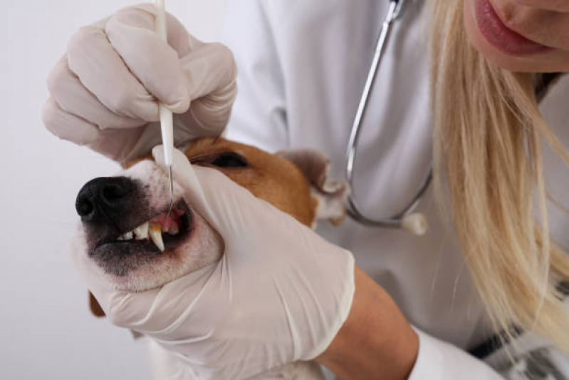 Limpeza de Dente Canino Bosque Maia Guarulhos - Limpeza de Tártaro Pet