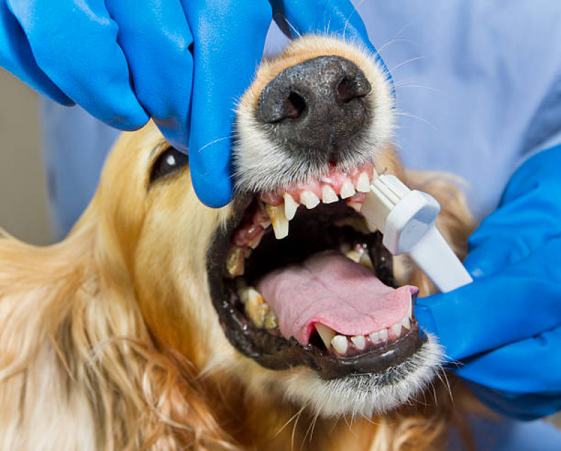 Limpeza de Tártaro em Cachorro Brasilândia - Limpeza Dentária em Cães