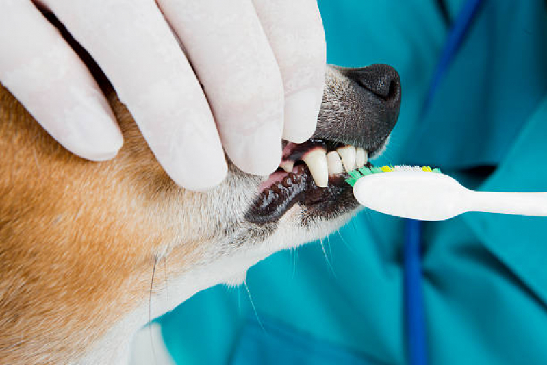 Limpeza Dentária Canina Marcar Jardim Leda - Limpeza de Tártaro em Cães