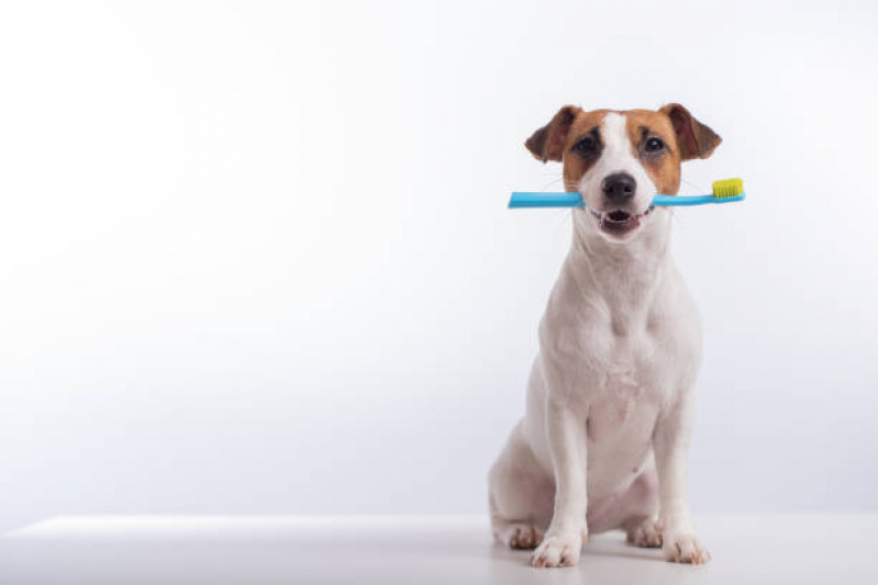 Limpeza Dentária em Cães Marcar Bananal - Limpeza de Dente Canino