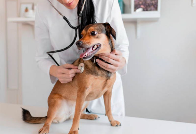 Neurologista Animal Brasilândia - Neurologista para Cachorros