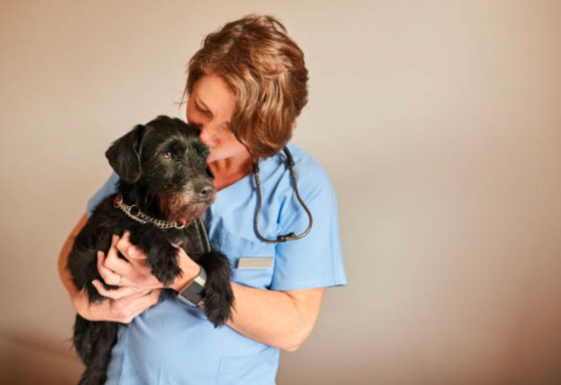 Neurologista Canino São Paulo - Neurologista para Cachorro