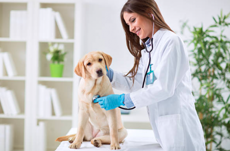 Neurologista de Cachorro Endereço Gopoúva - Neurologista Animal