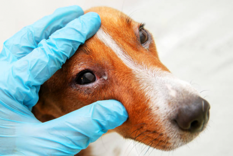 Oftalmo para Cães Contato Taboão - Oftalmologista de Animais