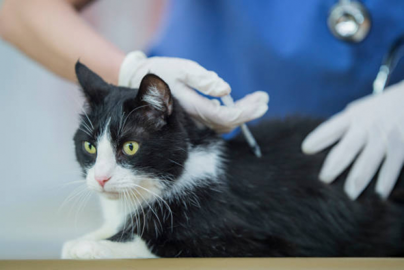 Onde Aplica Vacina Antirrábica em Gatos Francisco Morato - Vacina V5 para Gatos