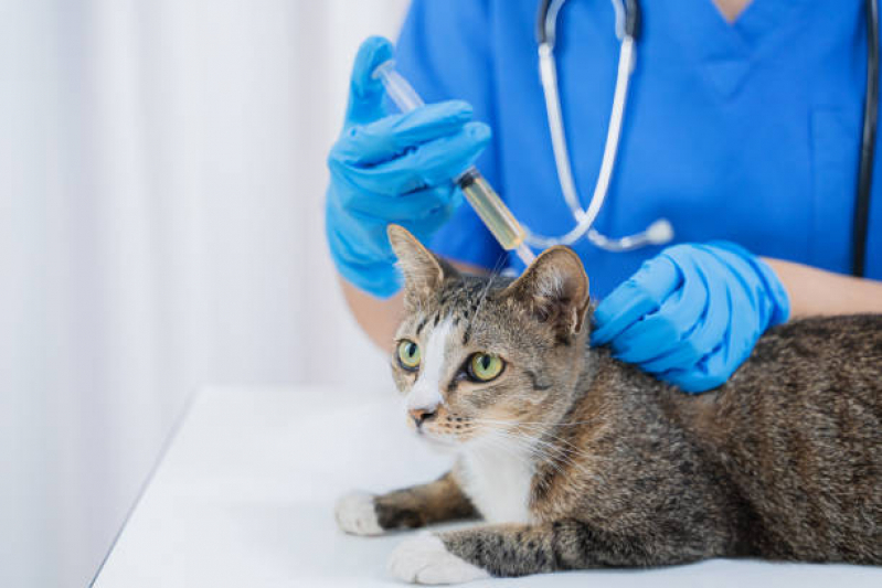 Onde Aplicar Vacina V4 para Gatos Tatuapé - Vacina V4 Cachorro