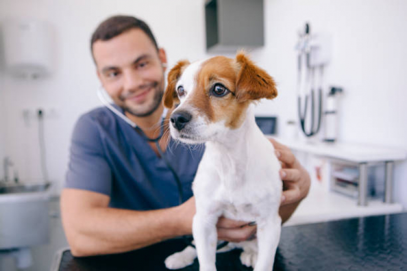 Onde Comprar Remédio para Pulga em Cachorro Tatuapé - Remédio para Animais Guarulhos