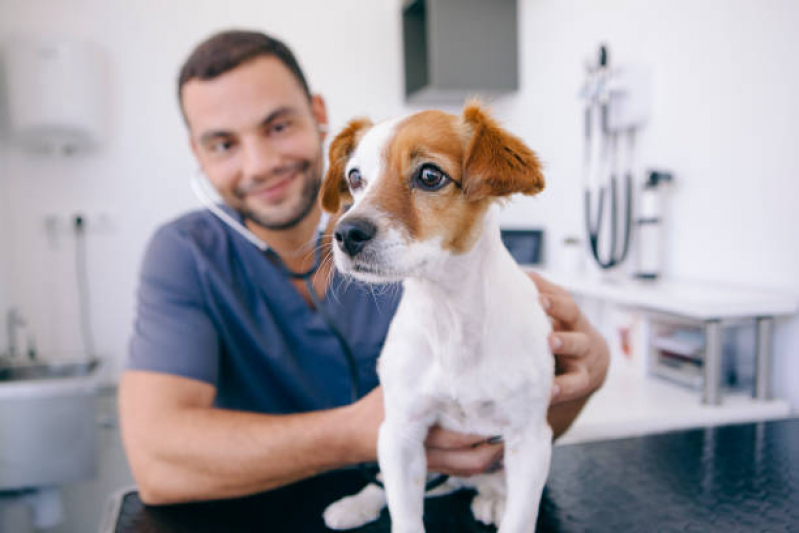 Onde Comprar Remédio para Pulga em Cachorro Invernada - Medicamento Veterinários para Cães