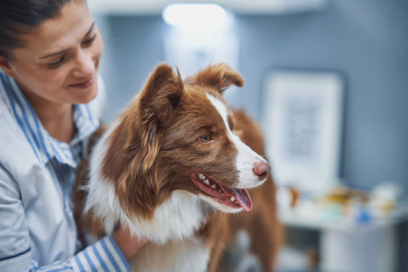 Onde Encontrar Internação de Emergência para Cães Brás - Internação Animal