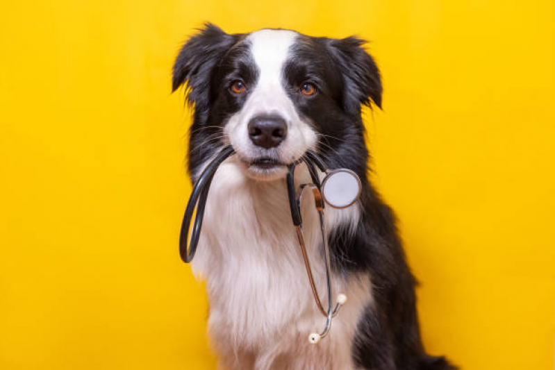 Onde Encontrar Internação Emergencial para Animais Parque Primavera - Internação Veterinária São Paulo