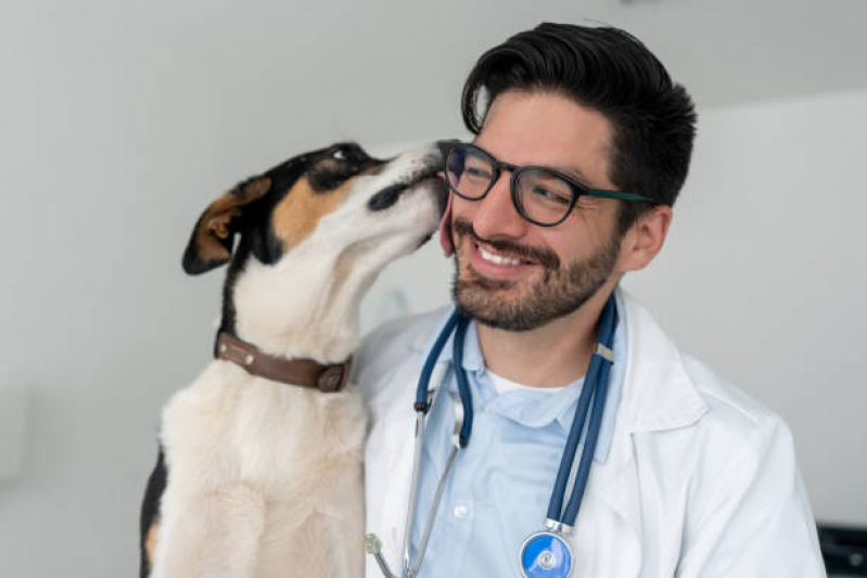 Onde Encontrar Internação Emergencial para Cachorros Centro - Internação Animal