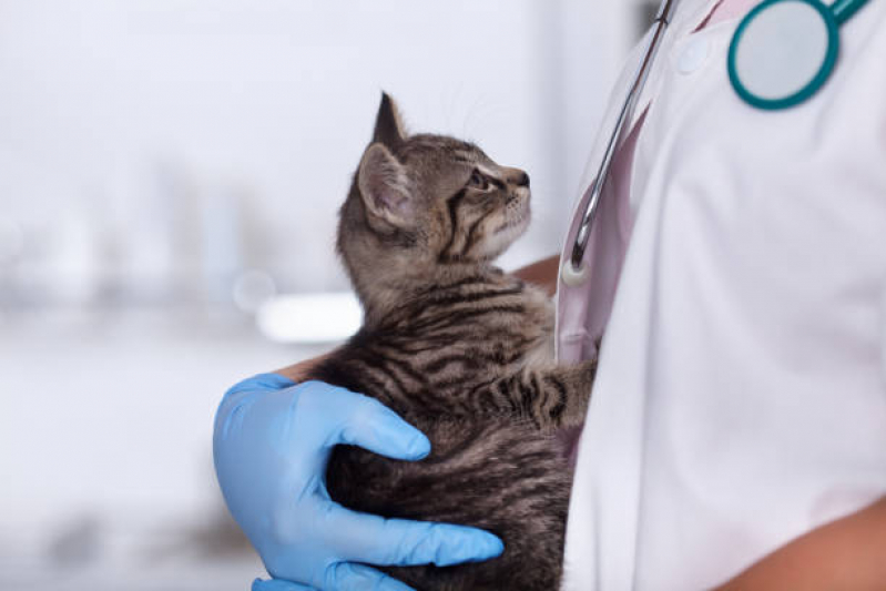 Onde Encontrar Internação Emergencial para Gatos Recreio São Jorge - Internação Veterinária