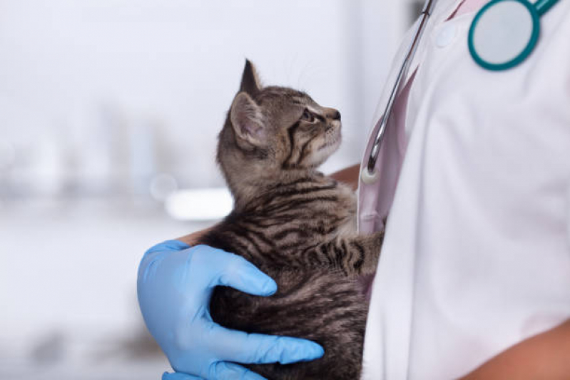 Onde Encontrar Internação Emergencial para Gatos Parque Continental - Internação para Cães e Gatos