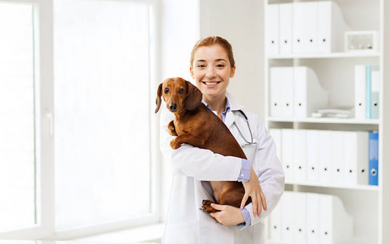 Onde Encontrar Internação para Cães Pimentas - Internação Animal