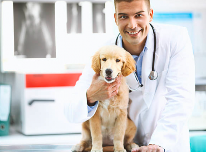 Onde Encontrar Neurologista Cachorro Guarulhos - Neurologista para Cachorro