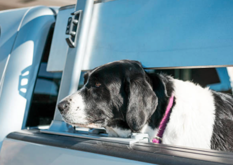 Onde Encontrar Táxi Dog Perto Maia - Táxi de Cachorro