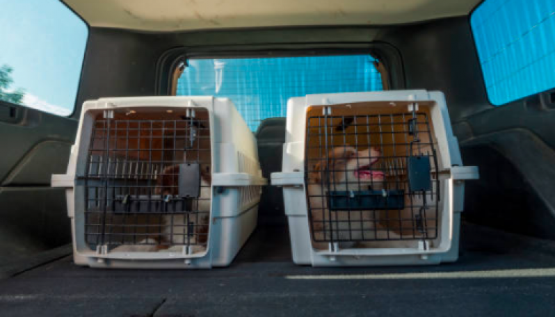 Onde Encontrar Táxi para Cachorro Capelinha - Pet Shop com Táxi Dog Perto de Mim