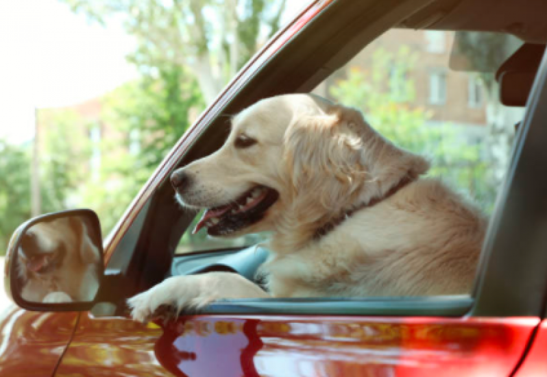 Onde Encontrar Táxi para Cães Capelinha - Táxi para Cachorros