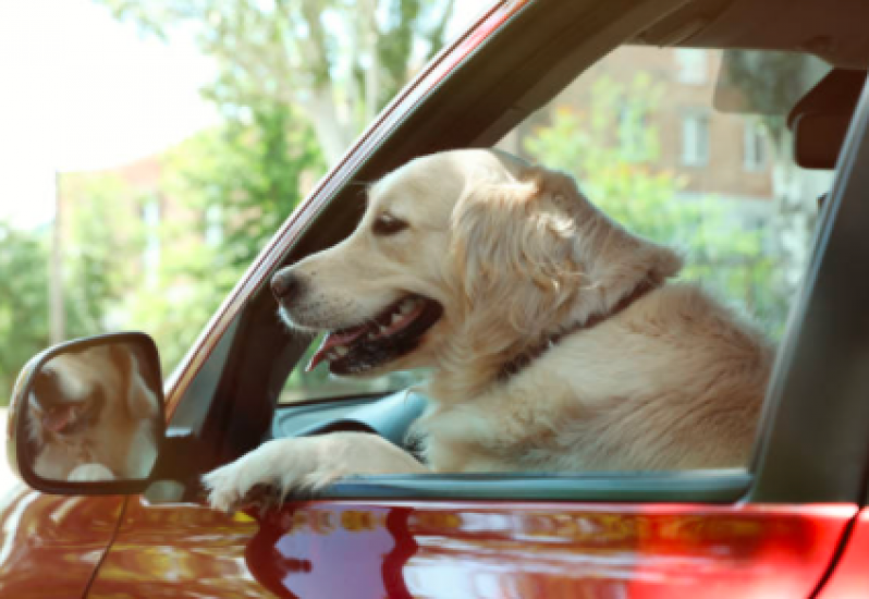 Onde Encontrar Táxi para Cães Guarulhos - Táxi para Cachorros