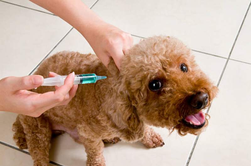 Onde Faz Aplicação de Vacina Antipulgas para Cachorro Santana - Vacina Antipulga