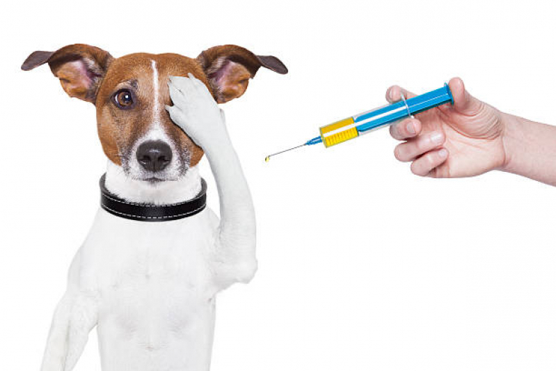 Onde Faz Aplicação de Vacina Cachorro Filhote V10 Parque Renato - Vacina Antirrábica para Cachorro Filhote