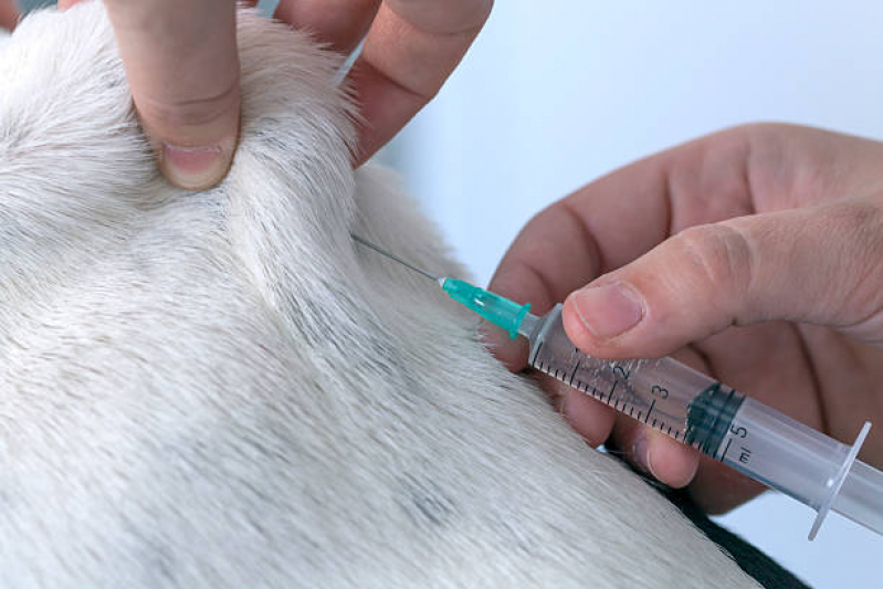 Onde Faz Aplicação de Vacina em Filhotes de Cães Itaquaquecetuba - Vacina Polivalente para Cachorro