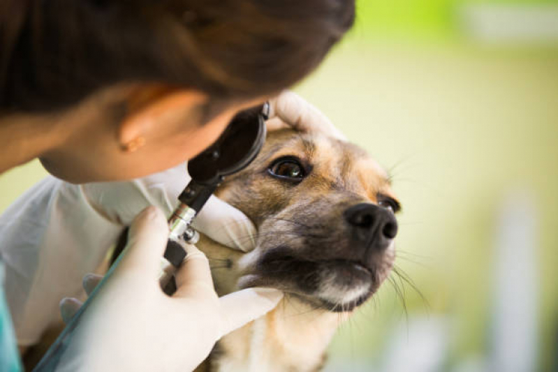 Onde Faz Cirurgia de Catarata em Cachorro Bosque Maia - Cirurgia de Catarata Cachorro