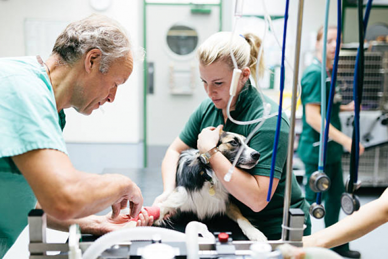Onde Faz Cirurgia de Patela em Cachorro Franco da Rocha - Cirurgia de Retirada de Baço em Cães