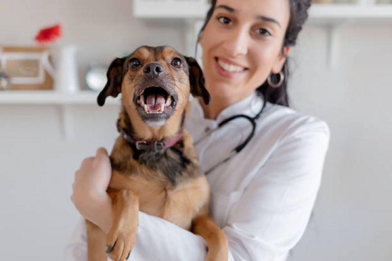 Onde Faz Cirurgia para Cachorro Bananal - Cirurgia para Cachorro