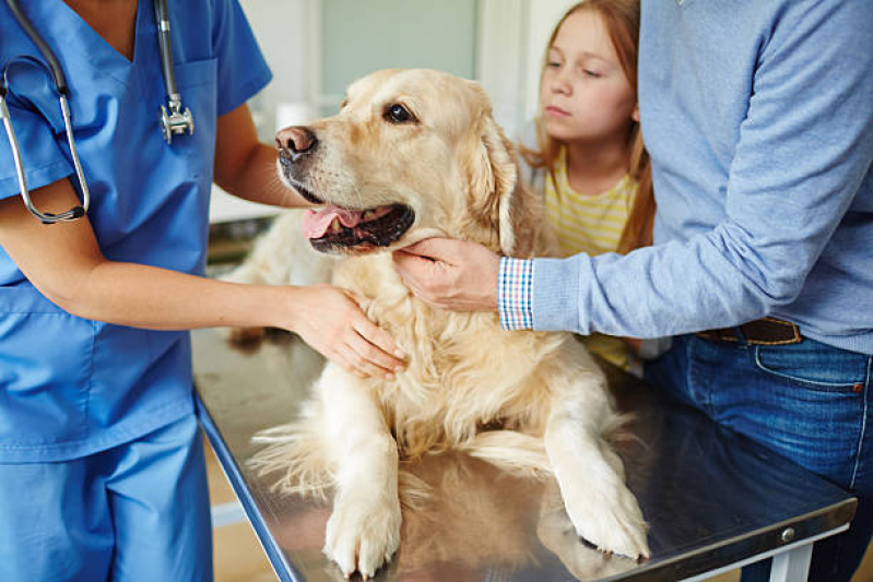 Onde Faz Consulta para Cachorro Avenida Tiradentes - Consulta Veterinária para Cachorros