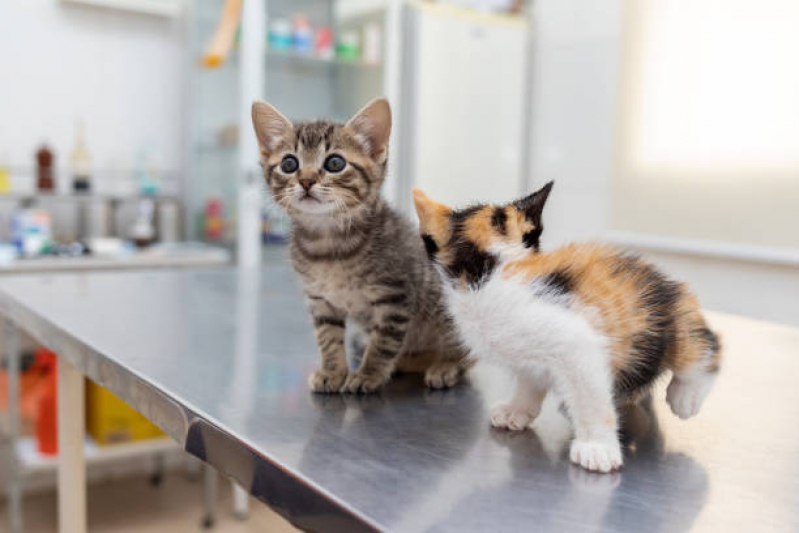 Onde Faz Consulta Veterinária de Gatos Jardim Oliveira, - Consulta Veterinária para Gato