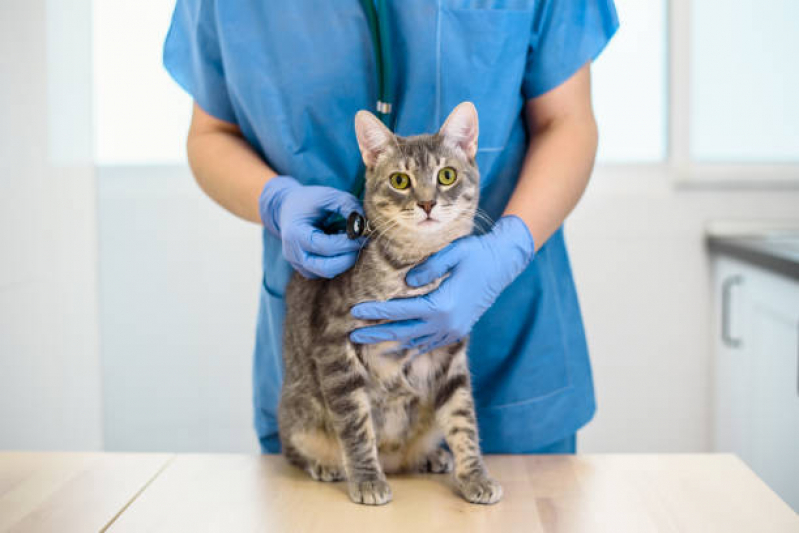 Onde Faz Internação para Gatos Arujá - Internação Clinica Veterinaria