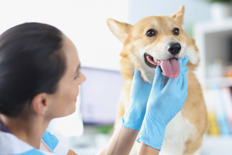 Onde Faz Limpeza de Dente Canina Mauá - Limpeza de Tártaro de Cachorro