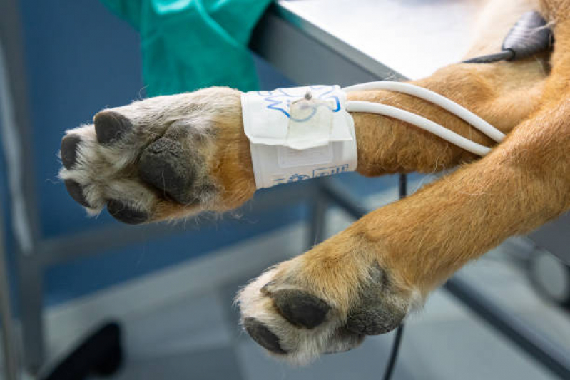 Onde Fazer Cirurgia Animal Parque Cecats - Cirurgia de Castração de Cachorro