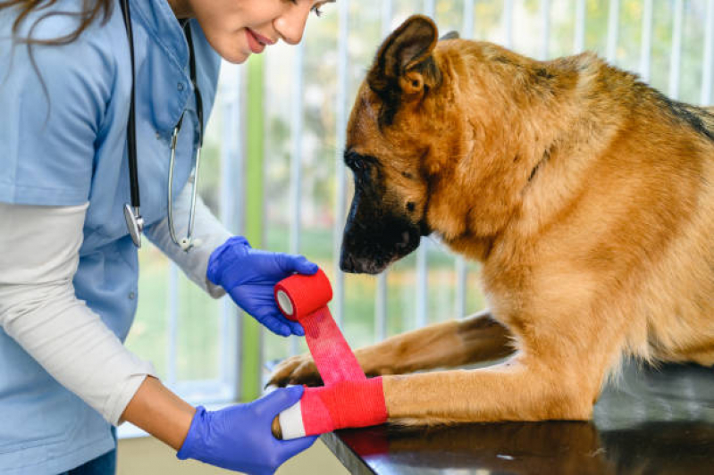 Onde Fazer Cirurgia de Castração de Cachorro Vila Barros - Cirurgia de Grandes Animais