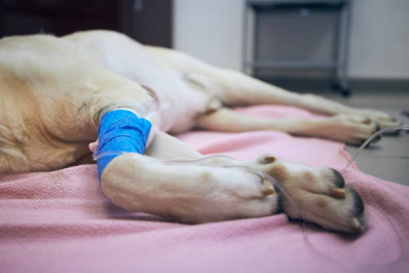 Onde Fazer Cirurgia de Grandes Animais Perus - Cirurgia de Castração de Cachorro